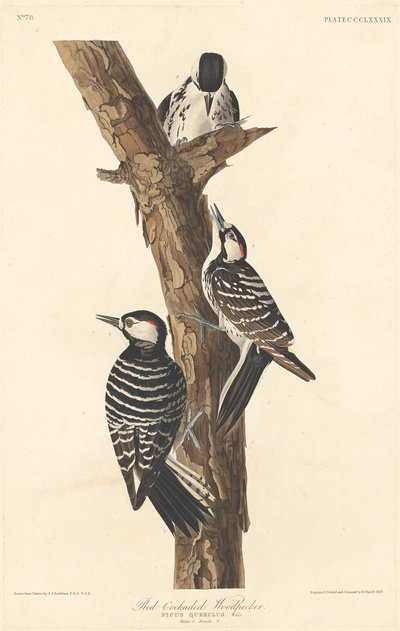 Vörös kokárdos harkály alkotó: Robert Havell after John James Audubon