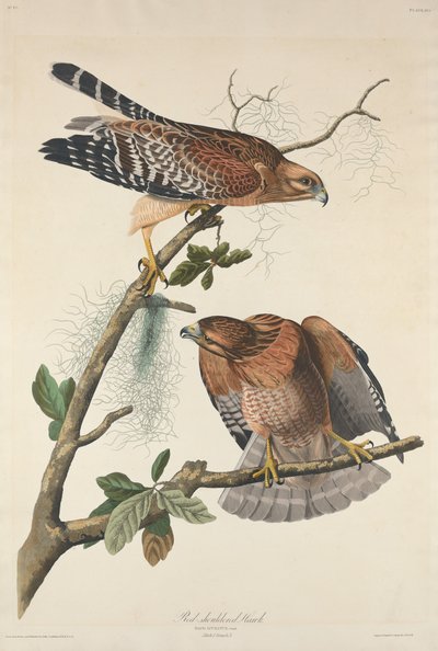 Vörös vállú Hawk alkotó: Robert Havell after John James Audubon