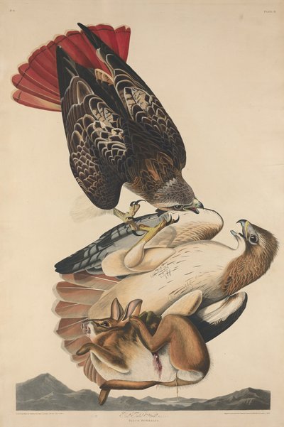 Red Tailed Hawk alkotó: Robert Havell after John James Audubon