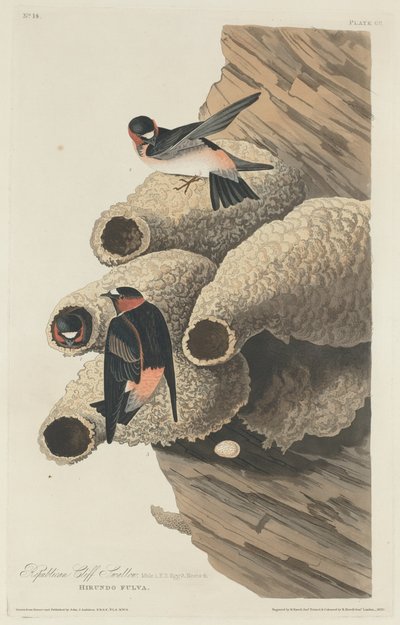 Republikánus Cliff Fecske alkotó: Robert Havell after John James Audubon