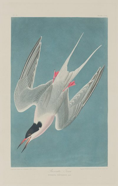 rózsás csér alkotó: Robert Havell after John James Audubon
