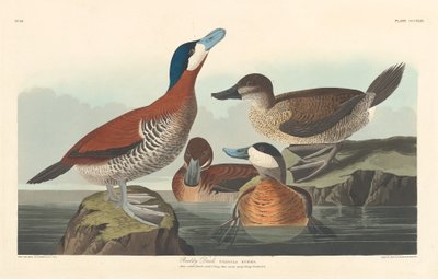 Piroskacsa alkotó: Robert Havell after John James Audubon