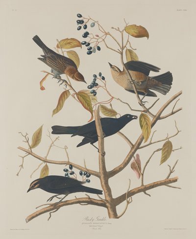 Rozsdás Grakle alkotó: Robert Havell after John James Audubon