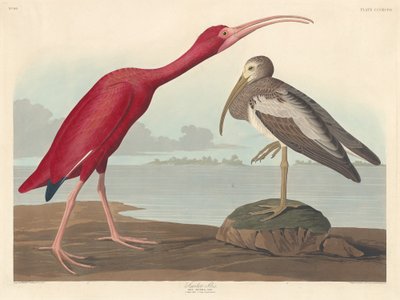 Scarlet Ibis alkotó: Robert Havell after John James Audubon
