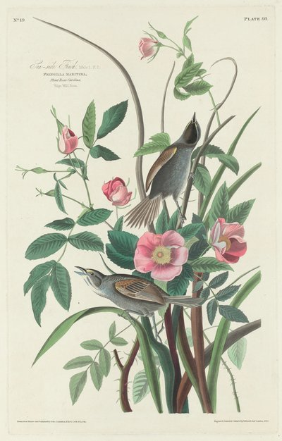 Tengerparti pinty alkotó: Robert Havell after John James Audubon