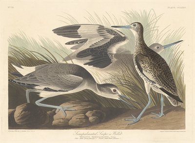 Félig tenyeres Snipe vagy Willet alkotó: Robert Havell after John James Audubon