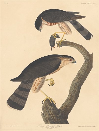 Éles lábú Hawk alkotó: Robert Havell after John James Audubon