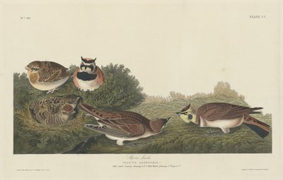 Shore Lark alkotó: Robert Havell after John James Audubon