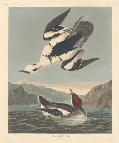 Smew vagy White Nun alkotó: Robert Havell after John James Audubon