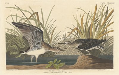 Magányos Sandpiper alkotó: Robert Havell after John James Audubon