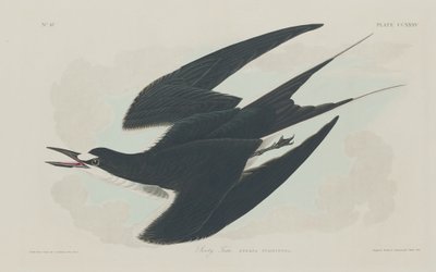 Kormos csér alkotó: Robert Havell after John James Audubon