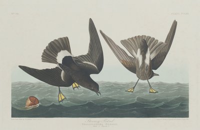 Viharos Petrel alkotó: Robert Havell after John James Audubon