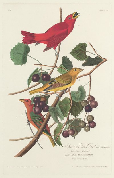 Nyári vörös madár alkotó: Robert Havell after John James Audubon