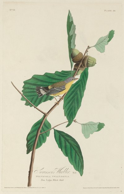 Swainson pacsirta alkotó: Robert Havell after John James Audubon