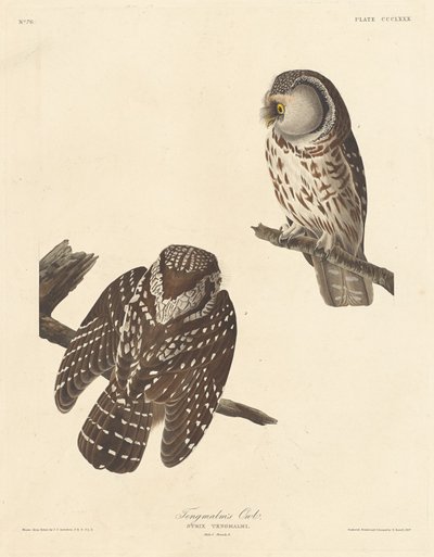 Tengmalm bagolya alkotó: Robert Havell after John James Audubon