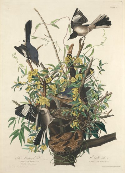 A gúnyos madár alkotó: Robert Havell after John James Audubon