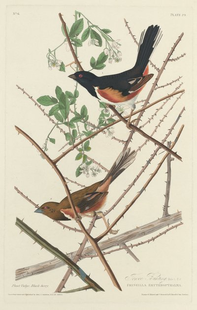 Towee Bunting alkotó: Robert Havell after John James Audubon