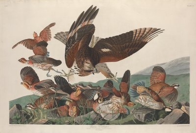 Virginian Partridge alkotó: Robert Havell after John James Audubon