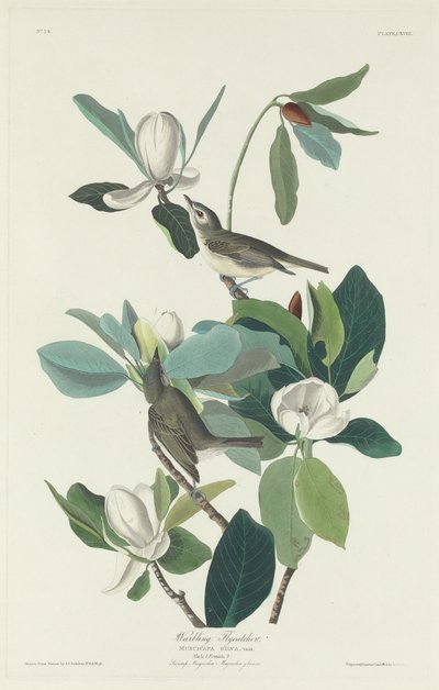 Harcos légykapó alkotó: Robert Havell after John James Audubon
