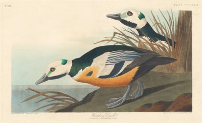 Nyugati kacsa alkotó: Robert Havell after John James Audubon