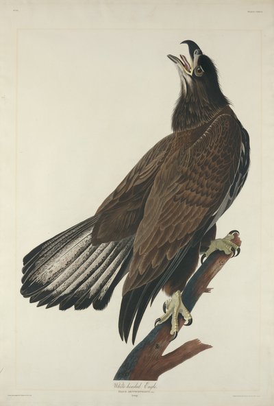 Fehérfejű sas alkotó: Robert Havell after John James Audubon