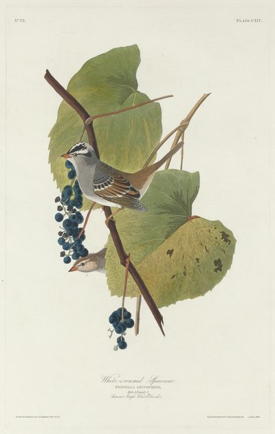 Fehér koronás veréb alkotó: Robert Havell after John James Audubon
