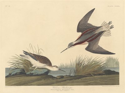 Wilson phalaropeja alkotó: Robert Havell after John James Audubon
