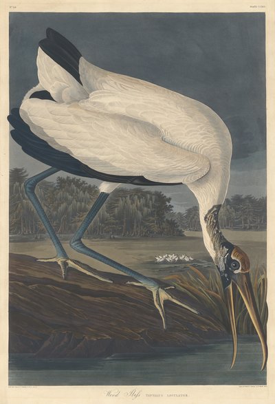 Fa Ibis alkotó: Robert Havell after John James Audubon