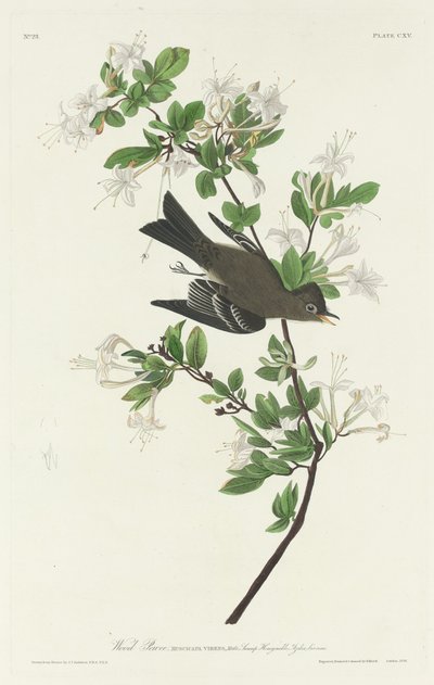 Fa Pewee alkotó: Robert Havell after John James Audubon