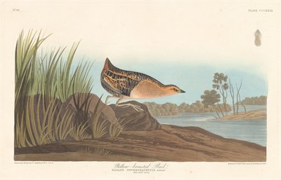Sárgamellű Rail alkotó: Robert Havell after John James Audubon