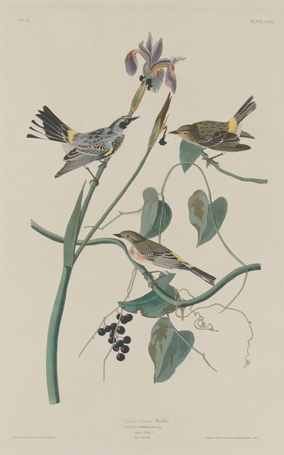 Sárgakoronás poszáta alkotó: Robert Havell after John James Audubon
