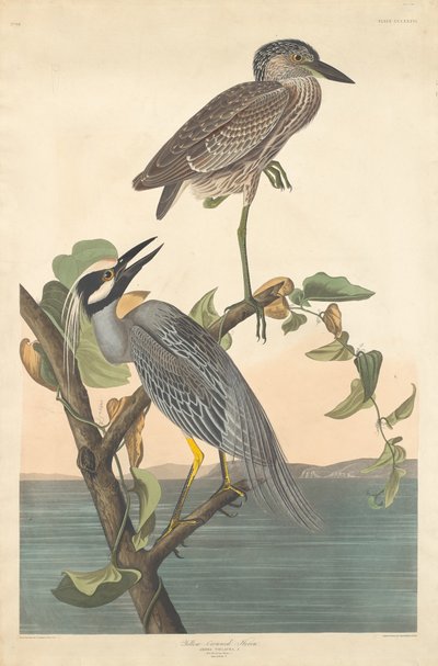 Sárga koronás gém alkotó: Robert Havell after John James Audubon
