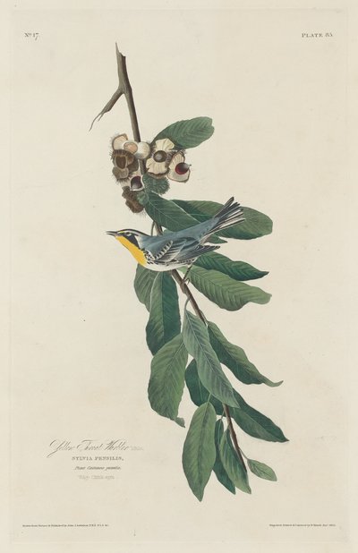 Sárgatorkú poszáta alkotó: Robert Havell after John James Audubon