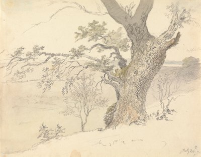 Egy tölgy az Englefield Parkban alkotó: Robert Hills