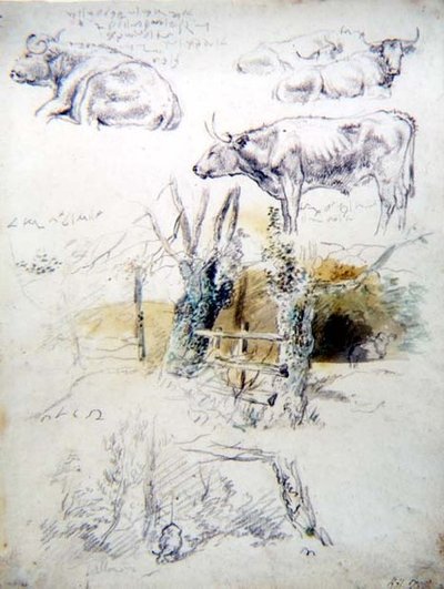 Szarvasmarha tanulmányok alkotó: Robert Hills