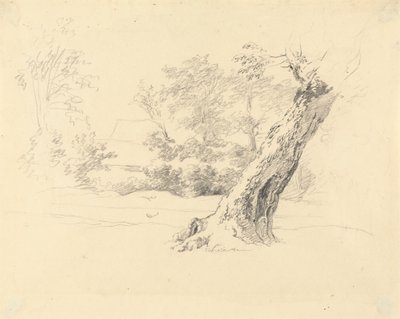 Fa tanulmány alkotó: Robert Hills