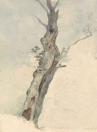 Fa tanulmány alkotó: Robert Hills