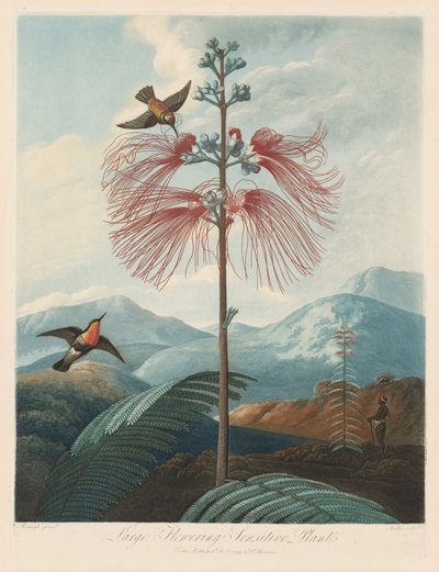 A Flora temploma, avagy a természet kertje: Nagy virágzó érzékeny növény, 1799-1807. alkotó: Robert John Thornton