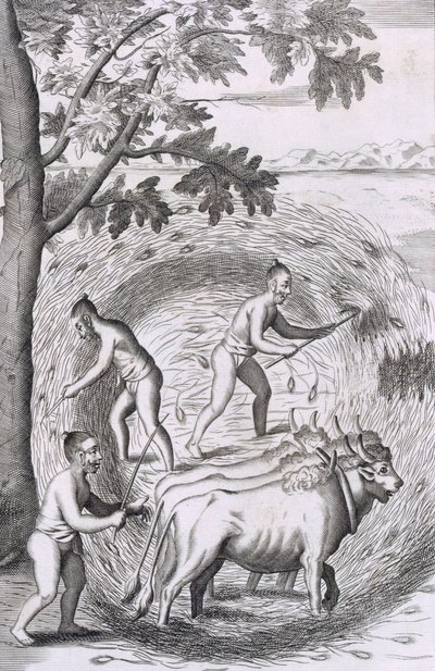 A rizs taposásának módja, az An Historical Relation of the Island Ceylon, pubból. 1681-es metszet alkotó: Robert Knox