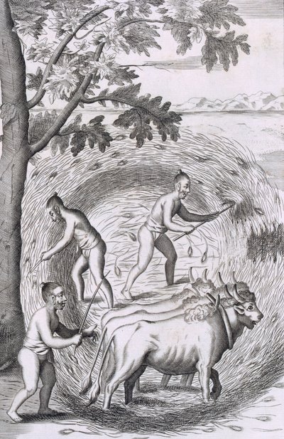 A rizsük taposásának módja, kocsma. 1681. alkotó: Robert Knox
