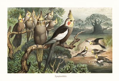 Nymphicus hollandicus kakascsapat egy víznyelőnél. 1882 (kromolitográfia) alkotó: Robert Kretschmer
