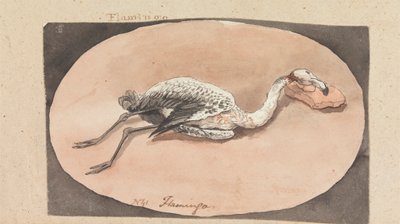Flamingó alkotó: Robert Mabon