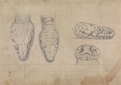 Tanulmány a kígyó fejéről alkotó: Robert Smirke