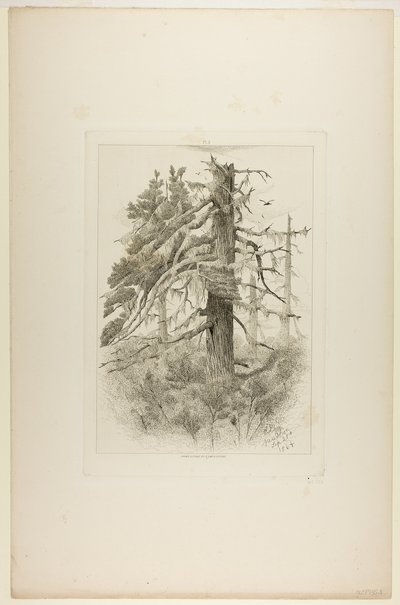 Öreg fák a Naushon-szigeten alkotó: Robert Swain Gifford