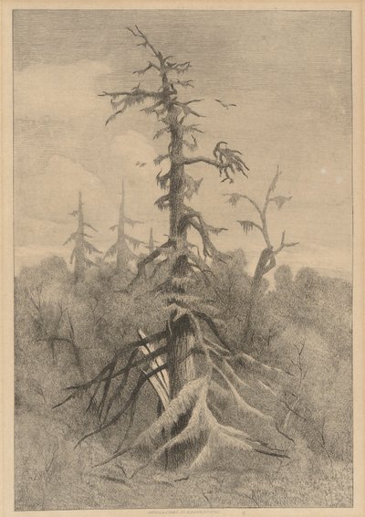 Öreg fák a Naushon-szigeten alkotó: Robert Swain Gifford
