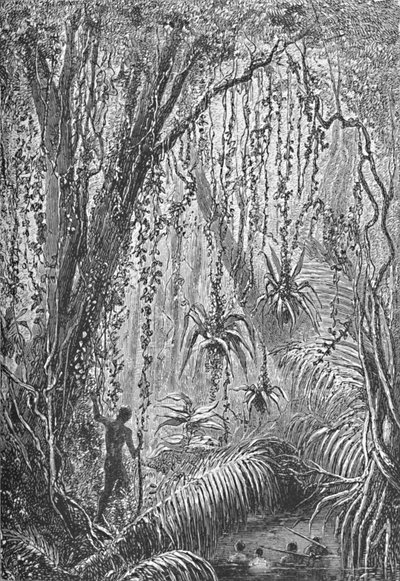 Brazil erdő, 1885 1890 alkotó: Robert Taylor Pritchett