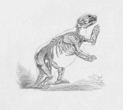 A Mylodon Darwinii csontváza, 1885, 1890 alkotó: Robert Taylor Pritchett