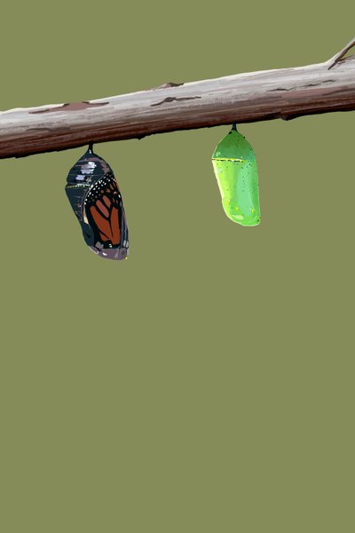 Monarch Cocoons, 2022 (digitális) alkotó: Roberta Murray