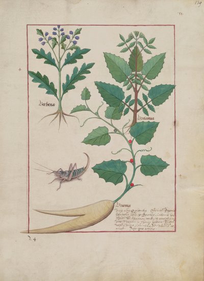 Ms Fr. Fv VI #1 fol.139r Illusztráció Mattheaus Platearius egyszerű gyógyszerek könyvéből (1161 körül) 1470 körül alkotó: Robinet Testard