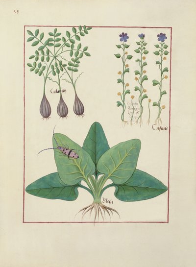 Ms Fr. Fv VI #1 fol. Illusztráció Mattheaus Platearius egyszerű gyógyszerek könyvéből (u. e. 1161) 1470 körül alkotó: Robinet Testard
